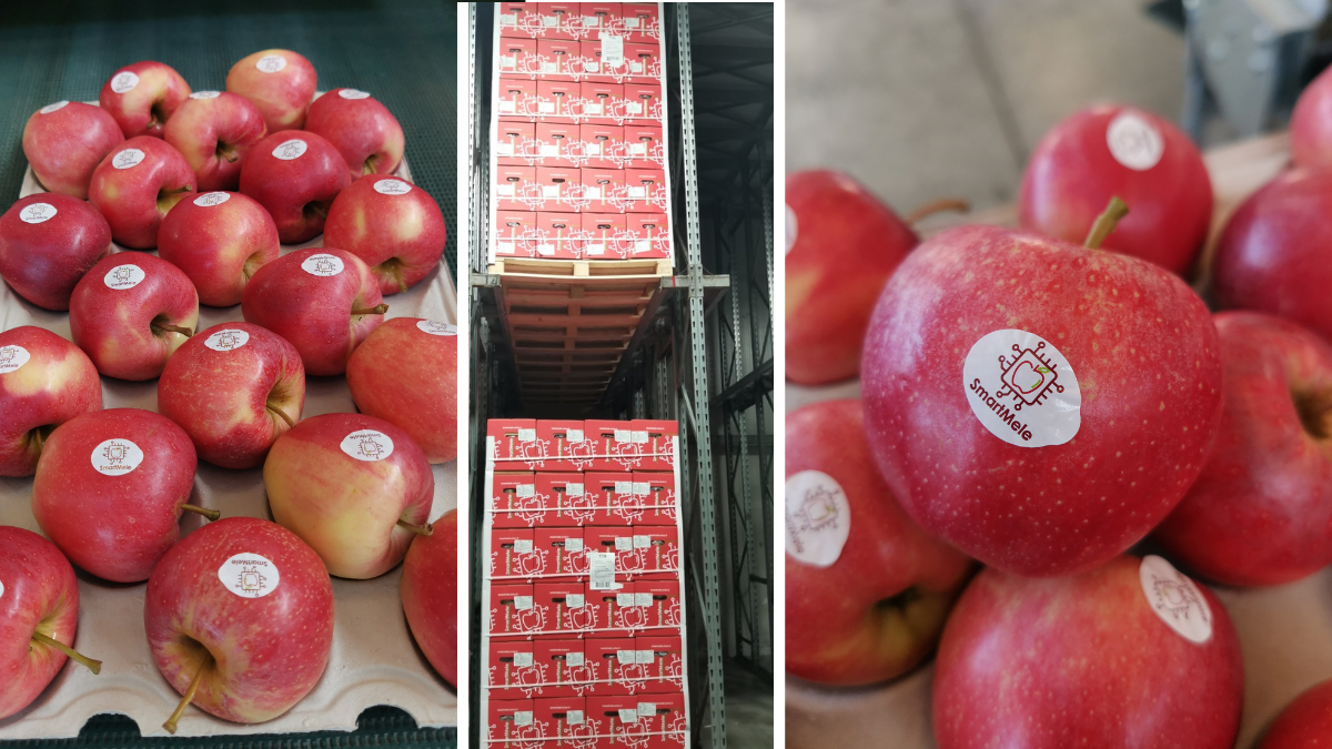 eVISO first 100 tonnes of apples shipped via SmartMele platform eVISO